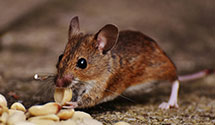 24 Hour & Emergency Exterminators in Green Valley, WI